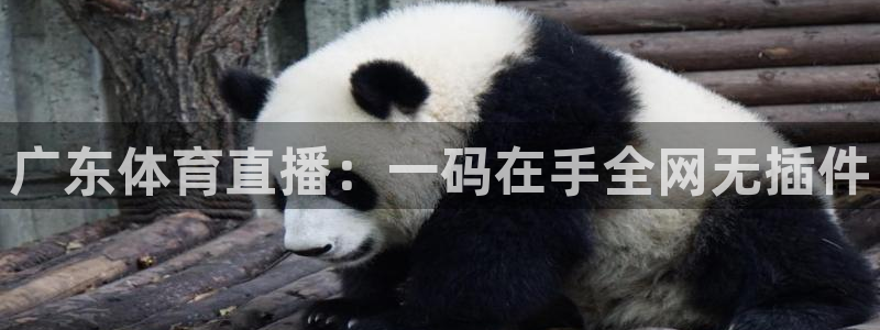 广东体育直播：一码在手全网无插件