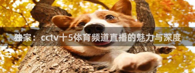 独家：cctv十5体育频道直播的魅力与深度