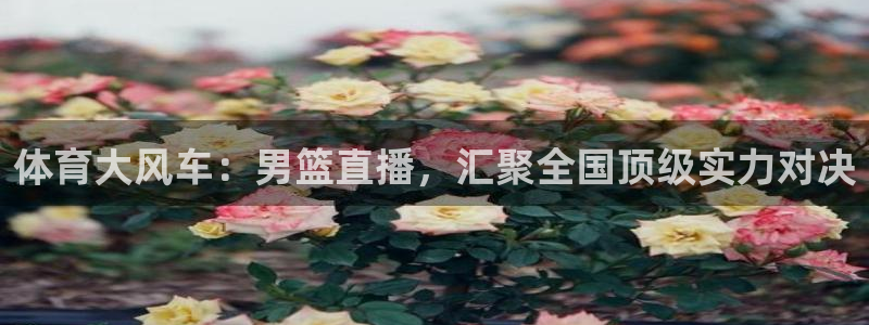 体育大风车：男篮直播，汇聚全国顶级实力对决