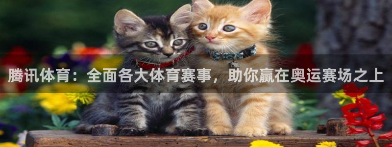 腾讯体育：全面各大体育赛事，助你赢在奥运赛场之上