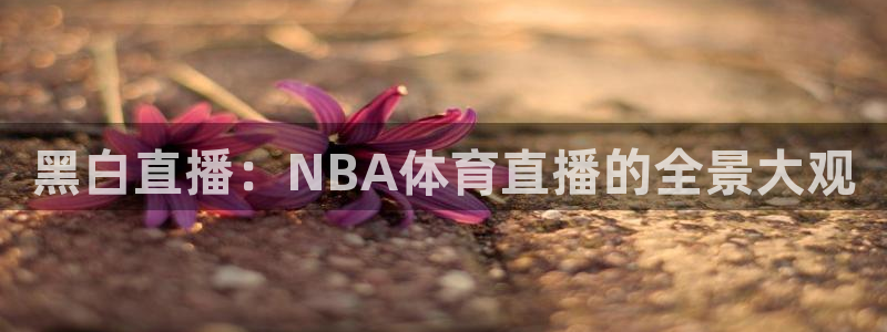 黑白直播：NBA体育直播的全景大观