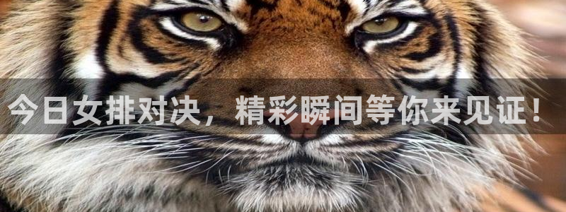 今日女排对决，精彩瞬间等你来见证！