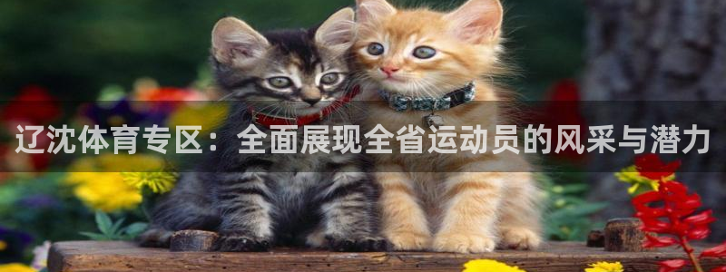 辽沈体育专区：全面展现全省运动员的风采与潜力