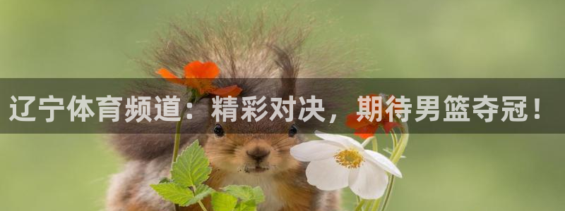 辽宁体育频道：精彩对决，期待男篮夺冠！