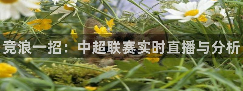 竞浪一招：中超联赛实时直播与分析