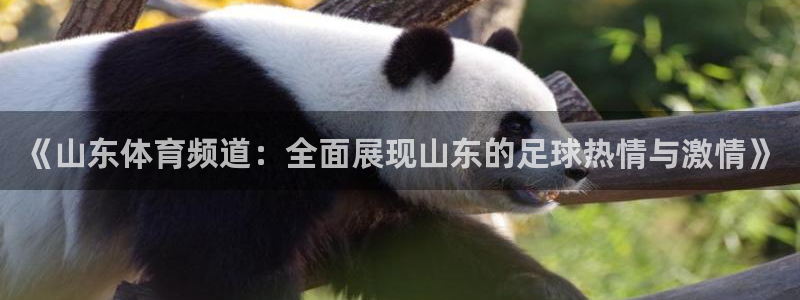 《山东体育频道：全面展现山东的足球热情与激情》